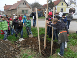 Pamětní lípa sv. Anežky Přemyslovny i v Hýskově.